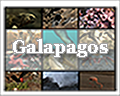 galapagos